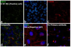 CD73 Monoclonal Antibody (7G2), Invitrogen 100 &mu;g; Unconjugated:Antibodies,