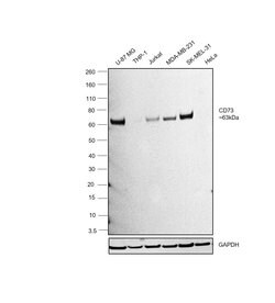 CD73 Monoclonal Antibody (7G2), Invitrogen 100 &mu;g; Unconjugated:Antibodies,