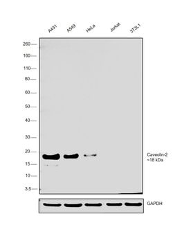 Invitrogen Caveolin 2 Monoclonal Antibody (ZC013) 100 &mu;g; Unconjugated:Antibodies,