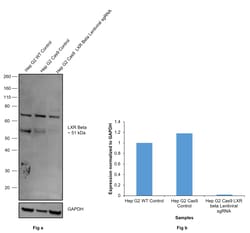 Invitrogen LXR beta Monoclonal Antibody (K8917) 100 &mu;L | Buy Online | Invitrogen&trade; | Fisher Scientific
