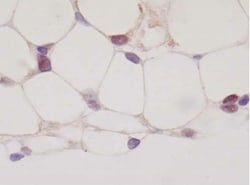 Invitrogen PPAR gamma Monoclonal Antibody (A3409A) 100 &mu;L; Unconjugated:Antibodies,