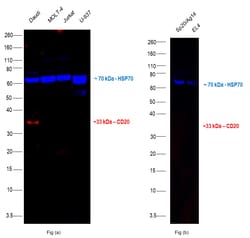 Invitrogen CD20 Monoclonal Antibody (L26), eFluor 615, eBioscience , Invitrogen