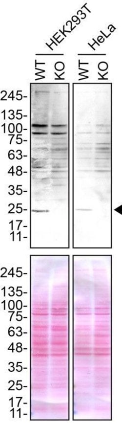 Invitrogen Sigma-1 Receptor Polyclonal Antibody 100 &mu;g; Unconjugated:Antibodies,