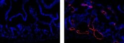 Invitrogen&trade;&nbsp;Rat IgG1 kappa Isotype Control (eBRG1), eFluor&trade; 615, eBioscience&trade;