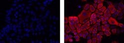 Invitrogen Mouse IgG1 kappa Isotype Control (P3.6.2.8.1), eFluor 615, eBioscience