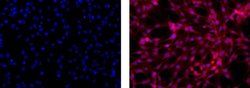 Invitrogen Mouse IgG1 kappa Isotype Control (P3.6.2.8.1), eFluor 615, eBioscience