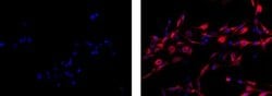 Invitrogen Mouse IgG1 kappa Isotype Control (P3.6.2.8.1), eFluor 615, eBioscience