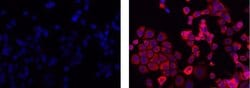 Invitrogen Mouse IgG1 kappa Isotype Control (P3.6.2.8.1), eFluor 615, eBioscience