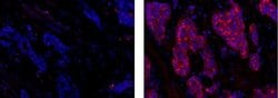 Invitrogen Mouse IgG1 kappa Isotype Control (P3.6.2.8.1), eFluor 615, eBioscience
