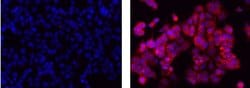 Invitrogen&trade;&nbsp;Mouse IgG2b kappa Isotype Control (eBMG2b), eFluor&trade; 615, eBioscience&trade;
