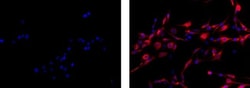 Invitrogen Vimentin Monoclonal Antibody (V9), eFluor 615, eBioscience 100