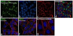 Invitrogen GDF15 Polyclonal Antibody 100 &mu;g; Unconjugated:Antibodies,