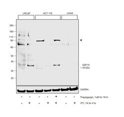 Invitrogen GDF15 Polyclonal Antibody 100 &mu;g; Unconjugated:Antibodies,