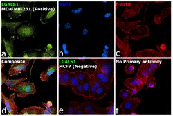 Invitrogen Galectin 1 Polyclonal Antibody 100 &mu;g; Unconjugated:Antibodies,