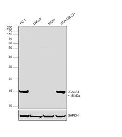 Invitrogen Galectin 1 Polyclonal Antibody 100 &mu;g; Unconjugated:Antibodies,