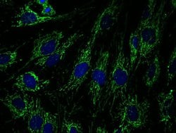 Invitrogen Complex I Monoclonal Antibody (18G12BC2) 100 &mu;g; Unconjugated:Antibodies,