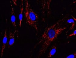 Invitrogen NDUFA13 Monoclonal Antibody (6E1BH7) 100 &mu;g; Unconjugated:Antibodies,