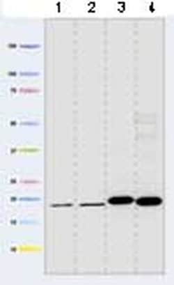 Invitrogen NDUFA13 Monoclonal Antibody (6E1BH7) 100 &mu;g; Unconjugated:Antibodies,