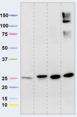 Invitrogen NDUFS3 Monoclonal Antibody (17D95) 100 &mu;g; Unconjugated:Antibodies,