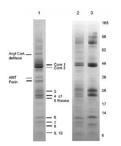 Invitrogen Complex III Monoclonal Antibody (11A51H12) 100 &mu;g; Unconjugated:Antibodies,