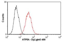 ATP5A1 Monoclonal Antibody (15H4C4):Antibodies, Monoclonal