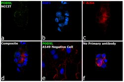 Invitrogen PODXL Monoclonal Antibody 100 &mu;g; Unconjugated:Antibodies,