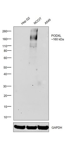 Invitrogen PODXL Monoclonal Antibody 100 &mu;g; Unconjugated:Antibodies,