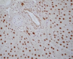 Invitrogen RXRA Monoclonal Antibody (K8508) 100 &mu;L; Unconjugated:Antibodies,