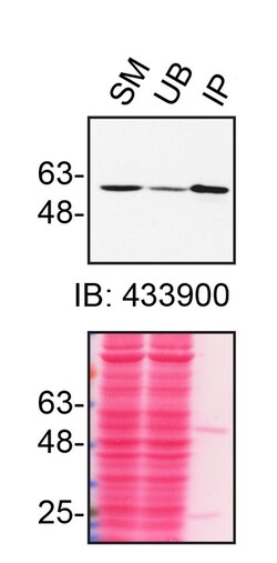 Invitrogen RXRA Monoclonal Antibody (K8508) 100 &mu;L; Unconjugated:Antibodies,