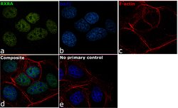 Invitrogen RXRA Monoclonal Antibody (K8508) 100 &mu;L; Unconjugated:Antibodies,