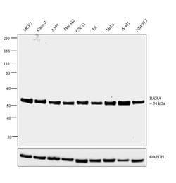Invitrogen RXRA Monoclonal Antibody (K8508) 100 &mu;L; Unconjugated:Antibodies,