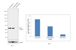 Invitrogen RXRA Monoclonal Antibody (K8508) 100 &mu;L; Unconjugated:Antibodies,