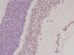Invitrogen TLX Monoclonal Antibody (H6510) 100 μL; Unconjugated:Antibodies,