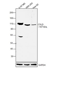 Invitrogen CYLD Monoclonal Antibody (733) 100 &mu;g; Unconjugated:Antibodies,