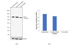 Invitrogen CYLD Monoclonal Antibody (733) 100 &mu;g; Unconjugated:Antibodies,
