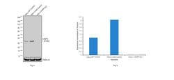Invitrogen Caspase 3 Monoclonal Antibody (74T2) 100 &mu;g; Unconjugated:Antibodies,