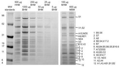 Invitrogen Complex I Monoclonal Antibody (18G12BC2) 100 &mu;g; Unconjugated:Antibodies,