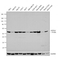 ATP5A1 Monoclonal Antibody (15H4C4):Antibodies, Monoclonal