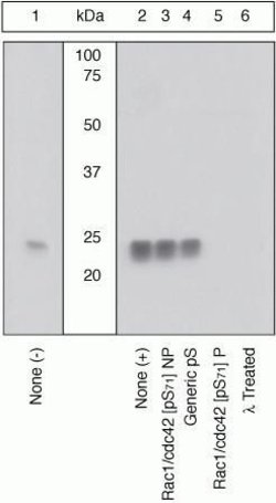 Invitrogen Phospho-RAC1/CDC42 (Ser71) Polyclonal Antibody 100 &mu;L; Unconjugated:Antibodies,