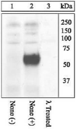 Invitrogen Phospho-c-Fos (Thr325) Polyclonal Antibody 100 &mu;L; Unconjugated:Antibodies,