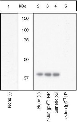 Invitrogen Phospho-c-Jun (Ser73) Polyclonal Antibody 100 &mu;L; Unconjugated:Antibodies,