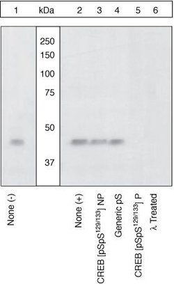 Phospho-CREB (Ser129, Ser133) Polyclonal Antibody, Invitrogen 100 &mu;L;