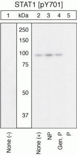 Invitrogen Phospho-STAT1 (Tyr701) Polyclonal Antibody 100 &mu;L | Buy Online | Invitrogen&trade; | Fisher Scientific