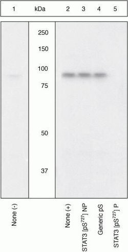 Invitrogen Phospho-STAT3 (Ser727) Polyclonal Antibody 100 &mu;L | Buy Online | Invitrogen&trade; | Fisher Scientific