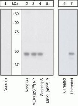 Invitrogen Phospho-MEK1 (Ser298) Polyclonal Antibody 100 &mu;L; Unconjugated:Antibodies,