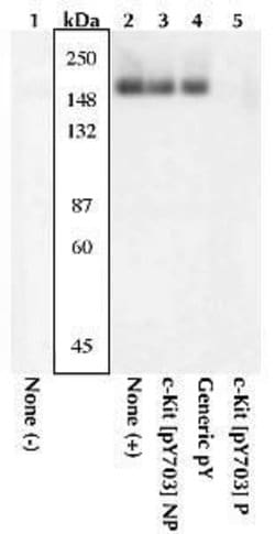 Invitrogen Phospho-c-Kit (Tyr568, Tyr570) Polyclonal Antibody 100 &mu;L;