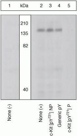 Invitrogen Phospho-c-Kit (Tyr721) Polyclonal Antibody 100 &mu;L; Unconjugated:Antibodies,