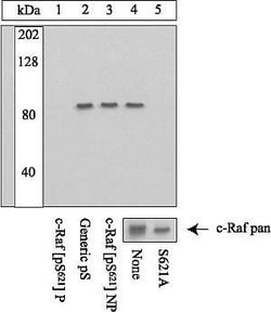 Invitrogen Phospho-c-Raf (Ser621) Polyclonal Antibody 100 &mu;L; Unconjugated:Antibodies,