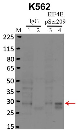 Invitrogen Phospho-eIF4E (Ser209) Polyclonal Antibody 100 &mu;L; Unconjugated:Antibodies,