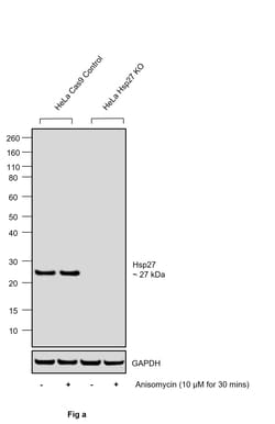 Invitrogen Phospho-HSP27 (Ser82) Polyclonal Antibody 100 &mu;L; Unconjugated:Antibodies,